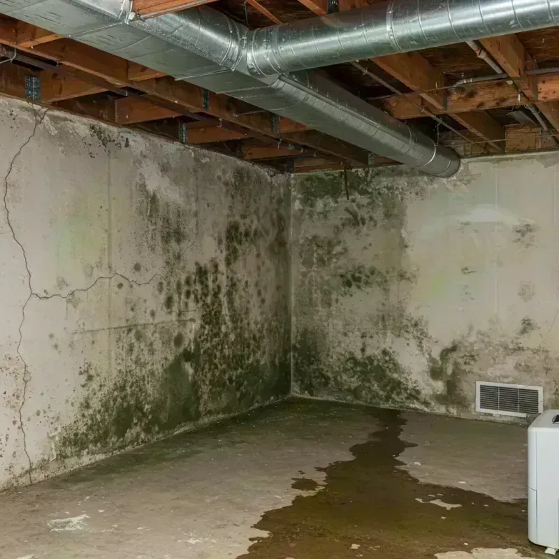 Professional Mold Removal in Velda Village Hills, MO